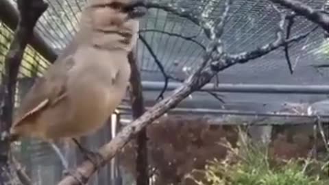The Mesmerizing Sounds of Beautiful Birds #shorts #viral #shortsvideo #video