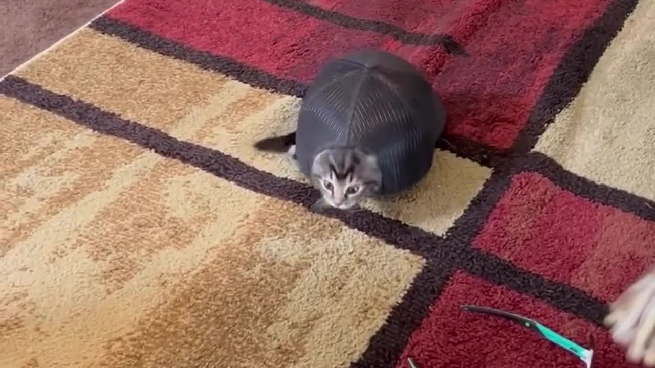 Cat or turtle 🦑🥺