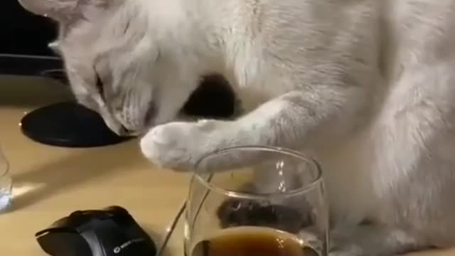 Cat enjoy liquor