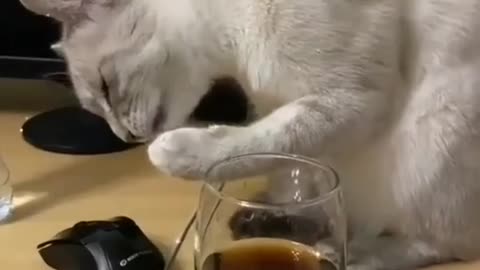 Cat enjoy liquor