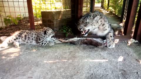 Snow Leopard cub