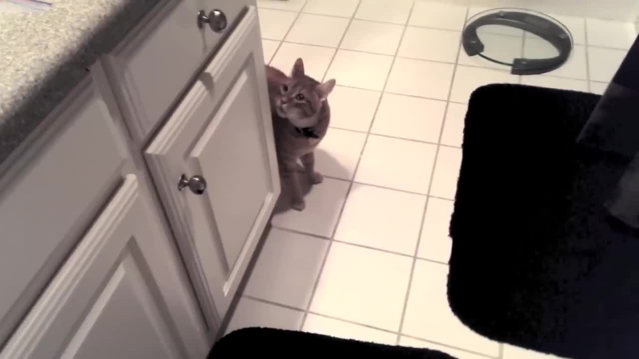 Friend's Cat Meows Aggressively, then Attacks