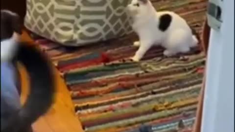 Funny animals #shorts