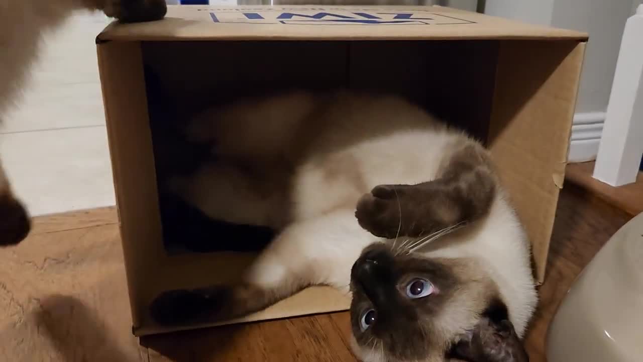 how many cats can fit in 1 box