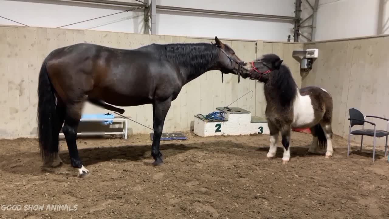 Egun Horse Stallion Found Mariana Quarter Mare и Hybrid Donkey On Farm