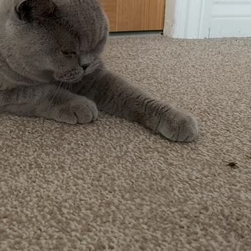 Cat playing with a fly