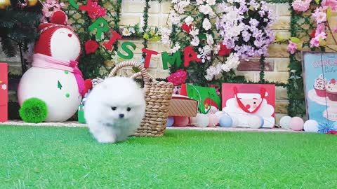 Amazing White pom teacup pomeranian puppy