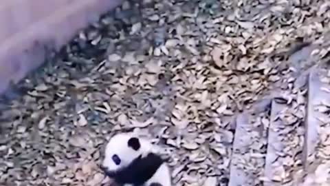 The cute panda