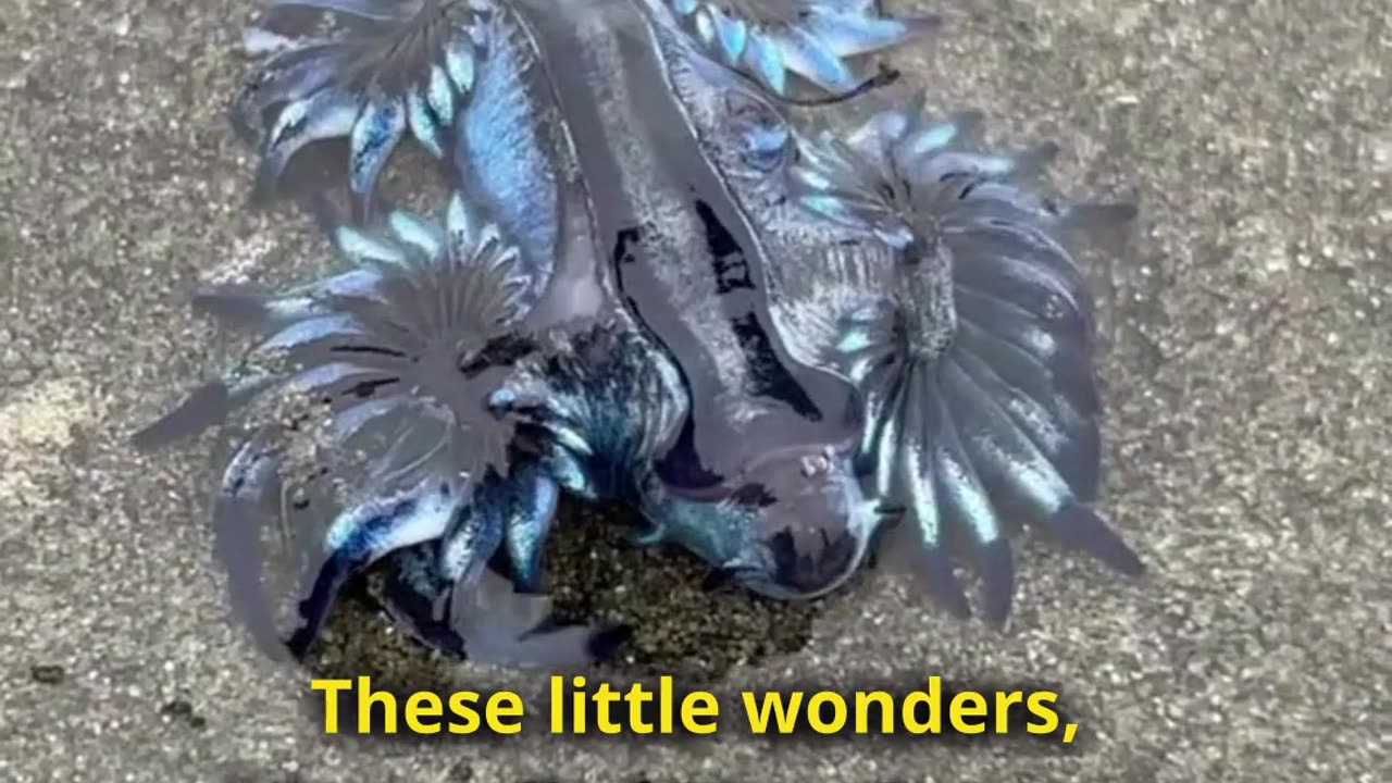 Blue Sea Dragon - Don't touch this creature