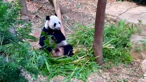 Giant Panda