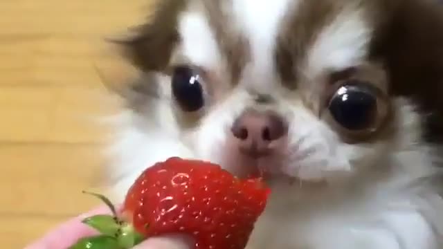 A puppy eats strawberries