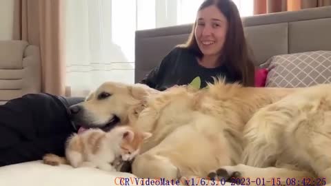 Golden Retriever Reaction when his Human Mom Pays Attention to the Kitten