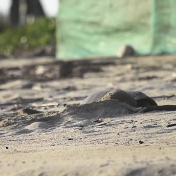 FIRST TIME SEEING A SEA TURTLE MOTHER LAYING EGGS