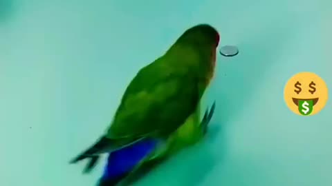 Funny bird video