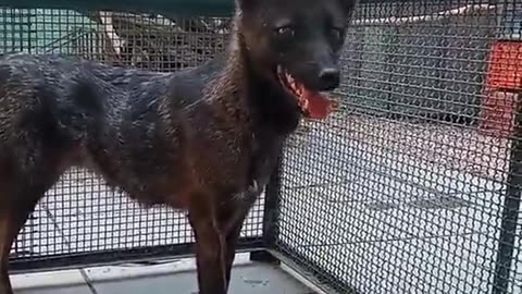 Hybrid Foxdog in Brazil