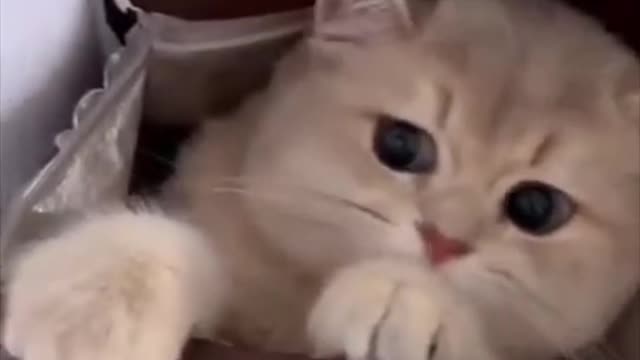 So Cute Kitten Baby Cat in Packet Funny Cat Video