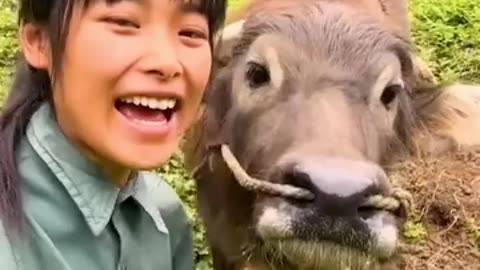 Adorable and friendly cow