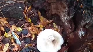 Blooper. Shakey mushroom. Day 1, Part 1.