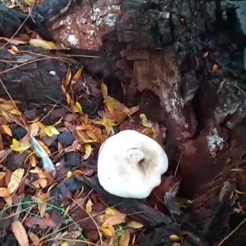 Blooper. Shakey mushroom. Day 1, Part 1.