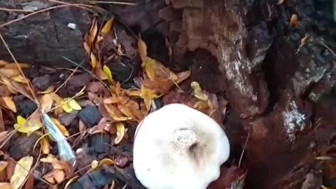 Blooper. Shakey mushroom. Day 1, Part 1.