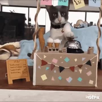 Cute Cat Gif! 🥰💗🐈