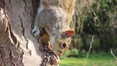 Squirrel is a cute animal