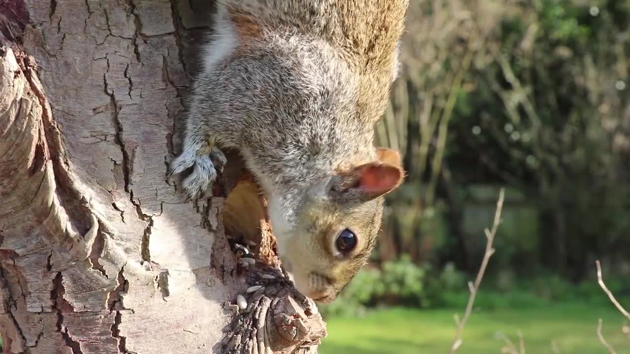 Squirrel is a cute animal