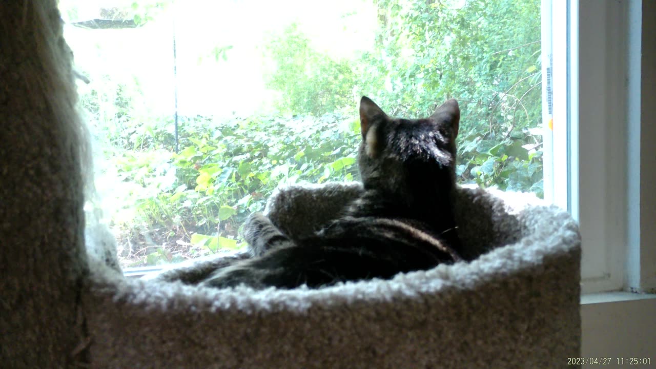 Cassie playing in the tower, part 3