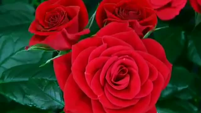 rose bud opening