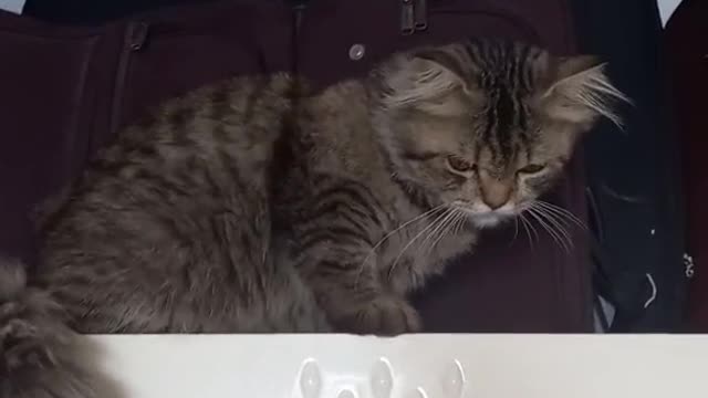 Amazing Animals