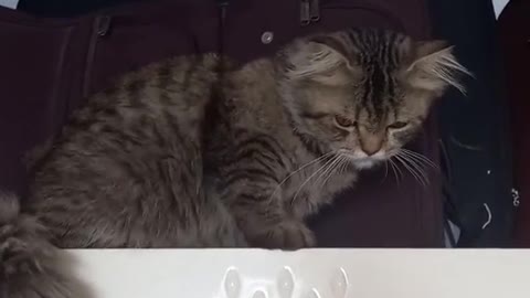 Amazing Animals
