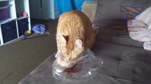 Funny Orange Cats Compilation