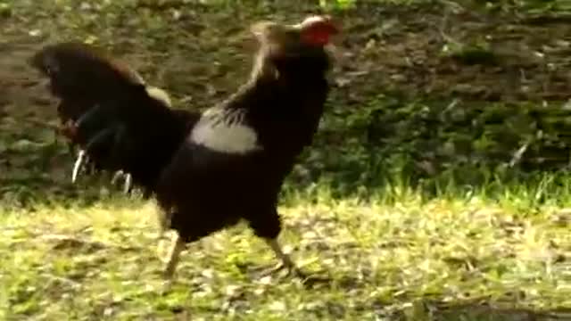 Rooster VS Crane omg!!!