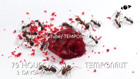 Ants vs Cherry Timelapse