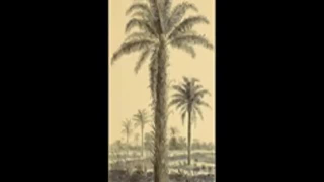 Bitchute Exclusive Video 109 Oil Palm Domestication