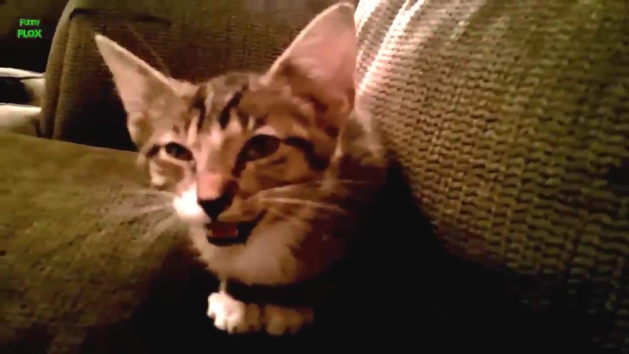 Funny Cats and Kittens Meowing Compilation