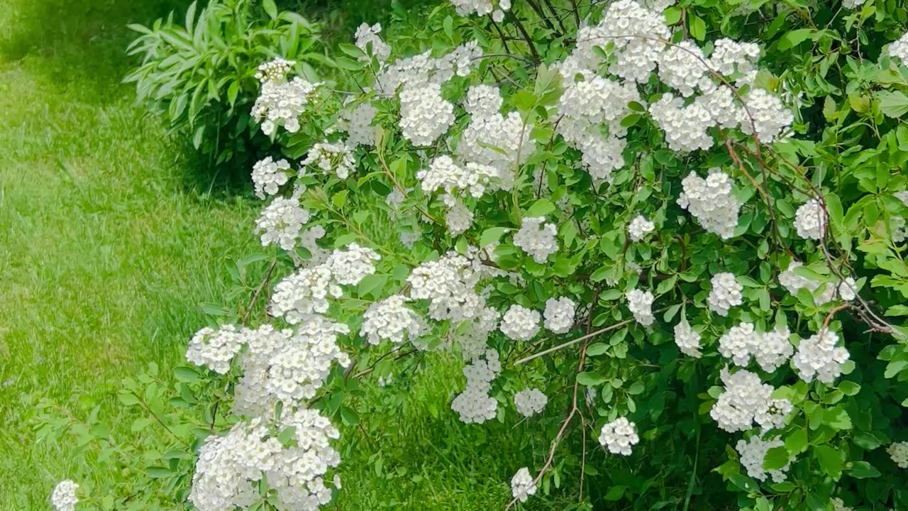 A Family of spirea that blooms in the springtime