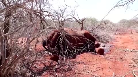 WARNING: GRAPHIC CONTENT – Kenya reveals how much wildlife drought killed