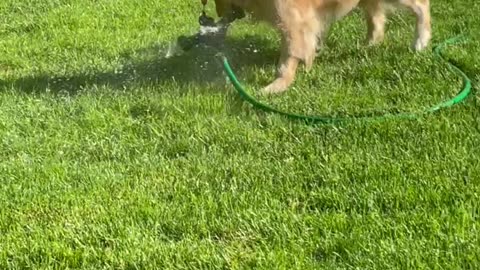 Golden Retriever Makes Gardening Difficult