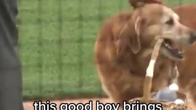 this good boy brings water to the umpires
