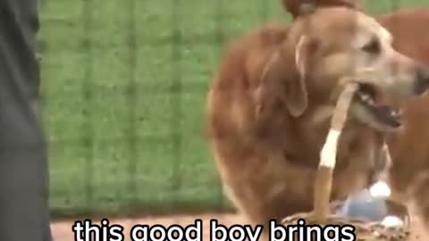 this good boy brings water to the umpires