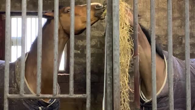 Horses Sharing Their Hay