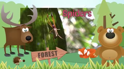 SPIDER * | Animals For Kids | All Things Animal TV