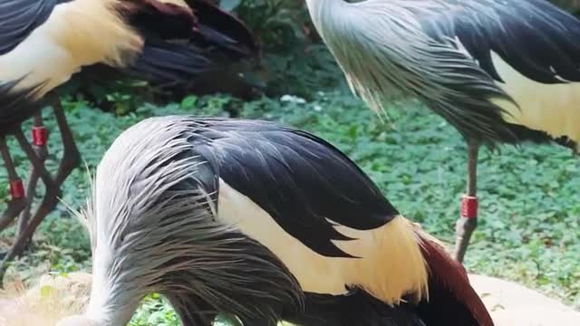 Realize washing, cutting and blowing ~# crowned crane