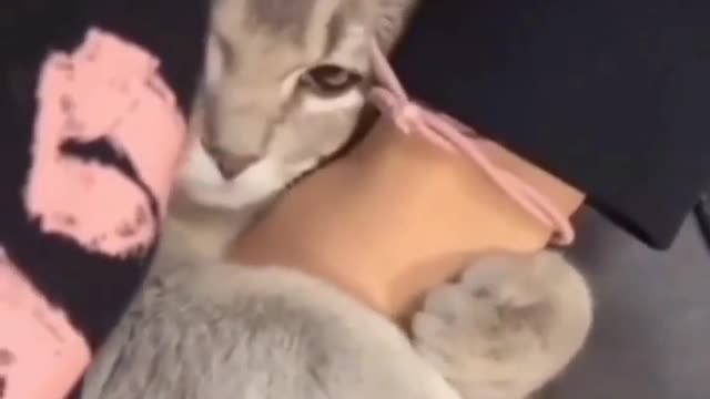 A cat will be your friend, but never your slave.