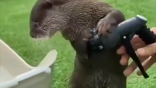 Don’t spray hoses while otters are present 🦦