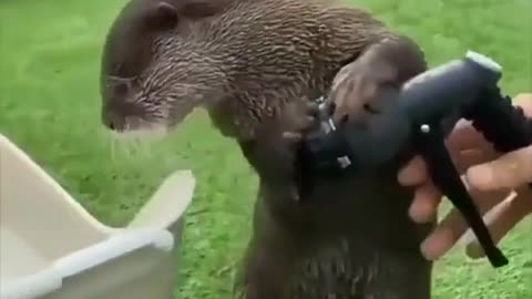 Don’t spray hoses while otters are present 🦦