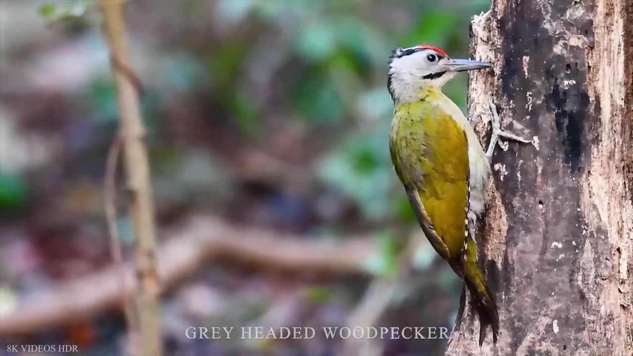 AMAZING BIRDS Beautiful birds inhabit all terrestrial on the planet earth. Small BIRDS