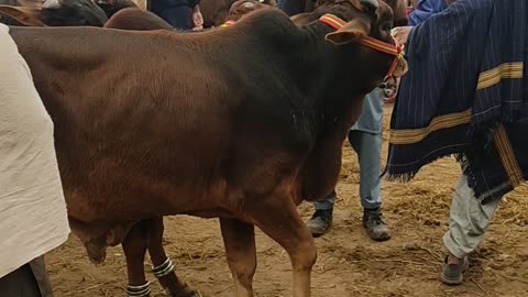 Cows and calves