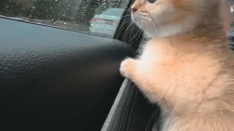 Cat in traveling 🚘 car